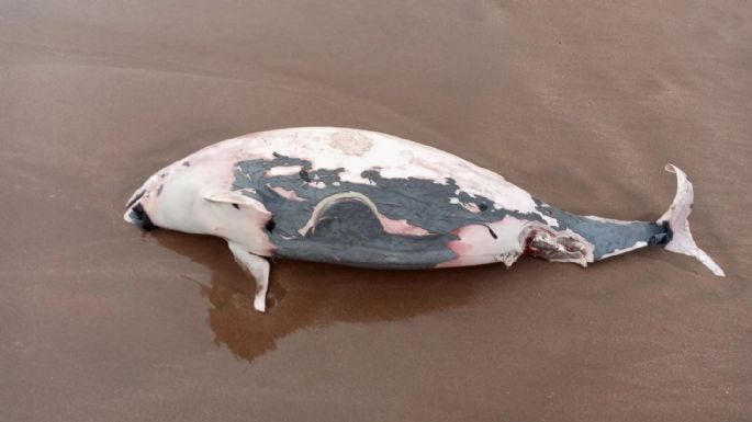 Apareció una marsopa muerta en las playas de Mar del Plata