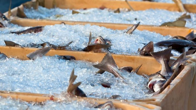 Detectaron la mayor concentración de agrotóxicos del mundo en los sábalos del río Salado