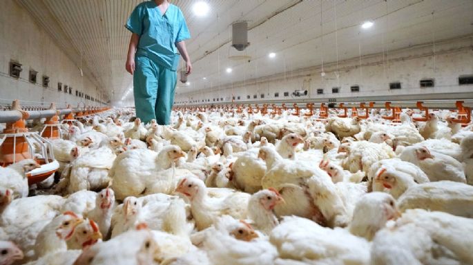 ¿Porqué el precio del pollo aumentó hasta un 40% durante marzo?