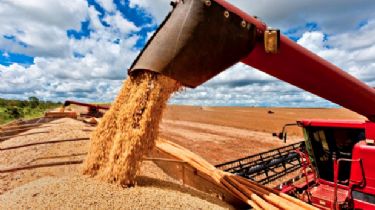 Aduanas intimó a cuatro cerealeras a pagar más de 50 millones de dólares