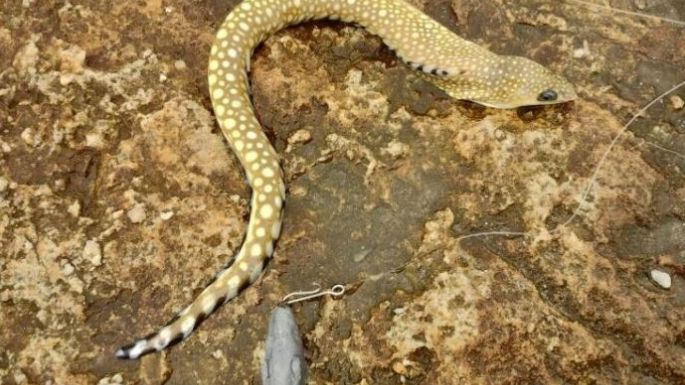 Pescadores marplatenses encontraron de especie de aguas tropicales y subtropicales