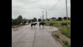 Un peligro: Caballos sueltos cruzando la avenida 98