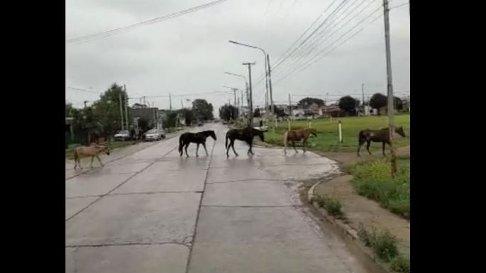 Un peligro: Caballos sueltos cruzando la avenida 98