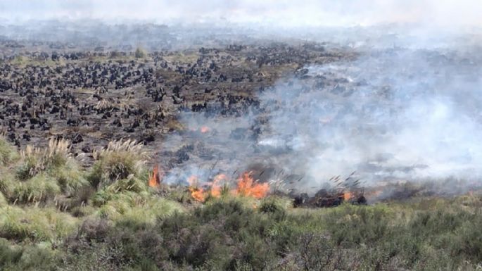 Monte Hermoso: Un incendio arrasó con más de 50 hectáreas de pastizales