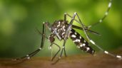 Se confirmó el primer caso de dengue en Chaves