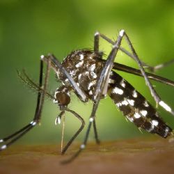 Lo que faltaba: Detectaron tres mutaciones de mosquitos del dengue más resistentes a los insecticidas en el conurbano