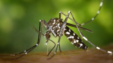 Se confirmó el primer caso de dengue en Chaves