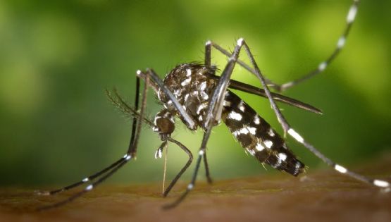 Lo que faltaba: Detectaron tres mutaciones de mosquitos del dengue más resistentes a los insecticidas en el conurbano