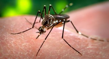 Encontraron mosquitos transmisores de dengue en Tandil