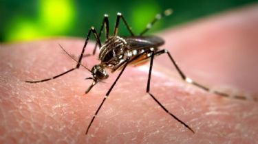 Encontraron mosquitos transmisores de dengue en Tandil