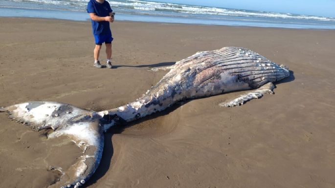 La fuerte marea depositó el cadáver de una ballena en la zona del “molino viejo”