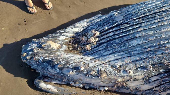 La fuerte marea depositó el cadáver de una ballena en la zona del “molino viejo”