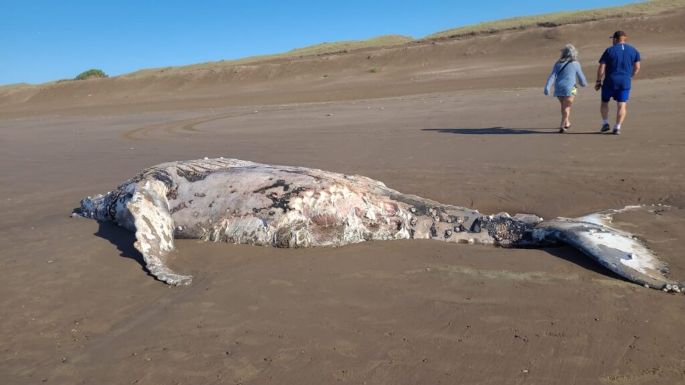 La fuerte marea depositó el cadáver de una ballena en la zona del “molino viejo”