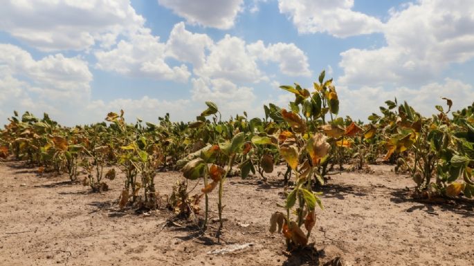 Necochea no aparece: La Provincia declaró la Emergencia Agropecuaria en 33 municipios