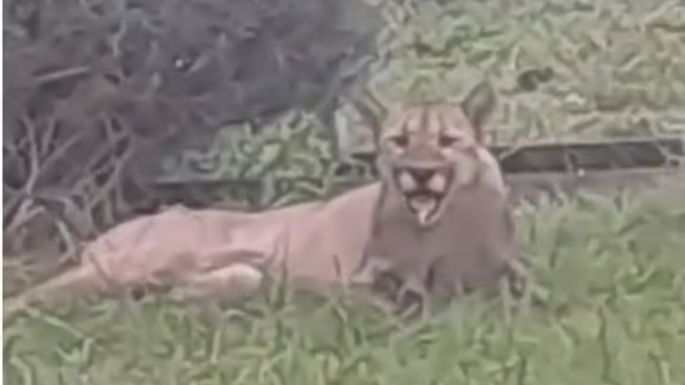 Video: Un puma apareció en el patio de una casa en Tandil