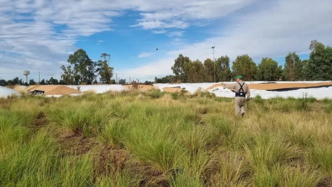 Rompieron 51 silobolsas en Puán y es el mayor ataque registrado en el país