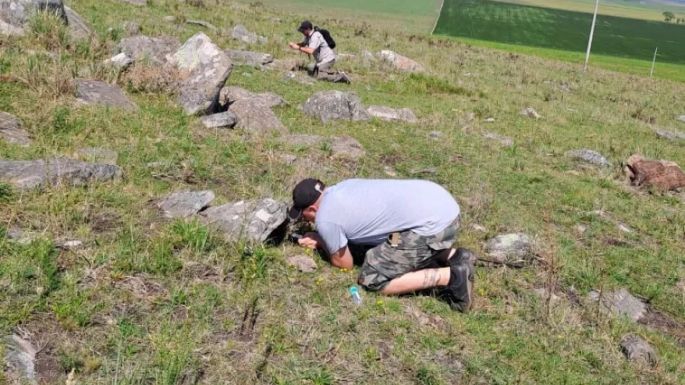 El Instituto Malbrán fabricará antídotos con serpientes capturadas en Balcarce