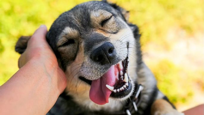 Habilitaron a las farmacias a vender medicamentos para mascotas