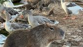 Preocupación en el Lago de los Cisnes: No consiguen cereal para alimentar a los animales