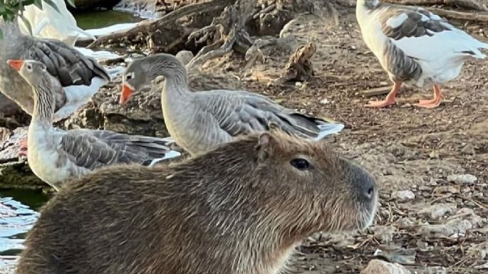 Preocupación en el Lago de los Cisnes: No consiguen cereal para alimentar a los animales