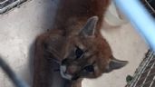 Video: Atraparon a un puma que apareció en el centro de Lobería