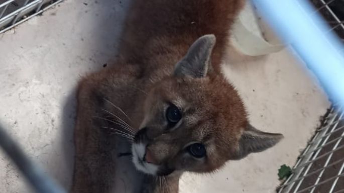 Prófugo: El puma hallado en Lobería se escapó de la comisaría y hay preocupación