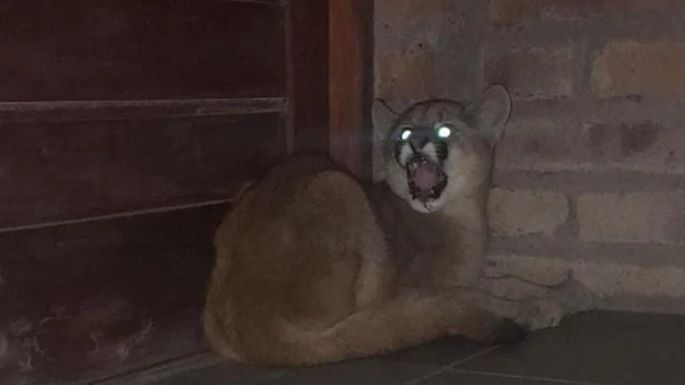 Video: Recapturaron al puma fugado en Lobería