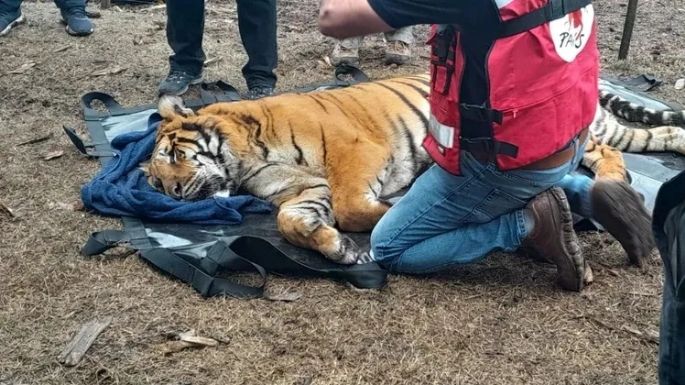 Rescataron a dos tigres de bengala que estaban en cautiverio en un campo de Balcarce