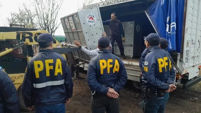 Rescataron a dos tigres de bengala que estaban en cautiverio en un campo de Balcarce