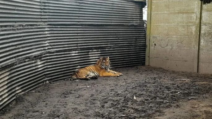 Rescataron a dos tigres de bengala que estaban en cautiverio en un campo de Balcarce