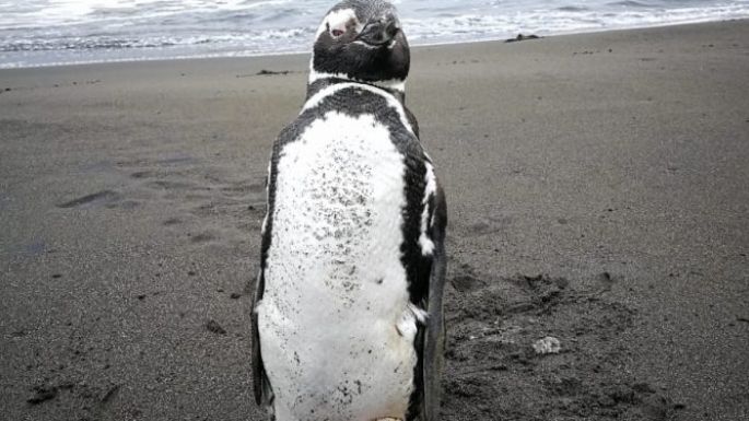 El audio viral de un taxista marplatense: "Un pingüino me cagó todo el auto"