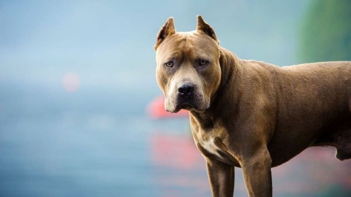 Tandil: Un hombre de 81 años fue internado en Terapia Intensiva tras ser atacado por un pitbull