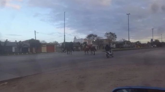 Video: Tres caballos cruzaron la ruta 88 y casi provocan un accidente