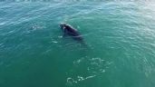 Video: Las ballenas vuelven a dar un espectáculo natural frente a las costas de Necochea y Quequén