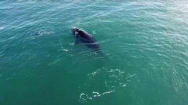 Video: Las ballenas vuelven a dar un espectáculo natural frente a las costas de Necochea y Quequén
