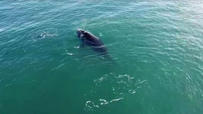 Video: Las ballenas vuelven a dar un espectáculo natural frente a las costas de Necochea y Quequén