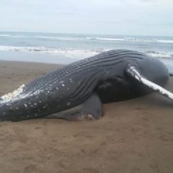 Encontraron una ballena muerta en Balneario Reta