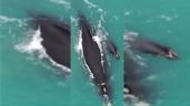 Los fascinantes videos de una ballena y su cría en la costa de Necochea