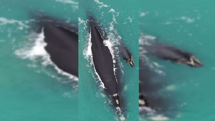 Los fascinantes videos de una ballena y su cría en la costa de Necochea