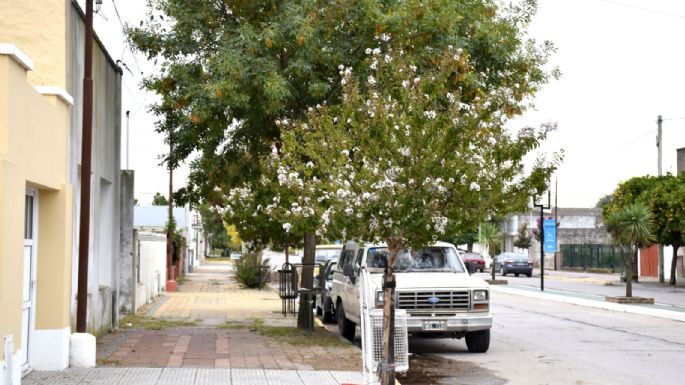 San Cayetano adquirió 250 árboles para plantar en las calles