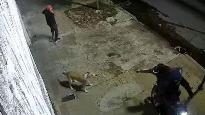 Video: Un perro salvó a su dueño de un asalto