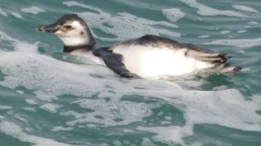 Fotos: Furor en redes sociales por un grupo de pingüinos que nadaron en la Escollera Sur
