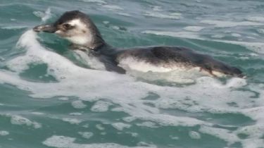 Fotos: Furor en redes sociales por un grupo de pingüinos que nadaron en la Escollera Sur