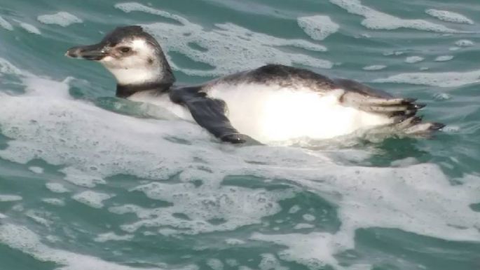 Fotos: Furor en redes sociales por un grupo de pingüinos que nadaron en la Escollera Sur