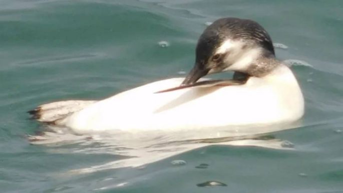 Fotos: Furor en redes sociales por un grupo de pingüinos que nadaron en la Escollera Sur