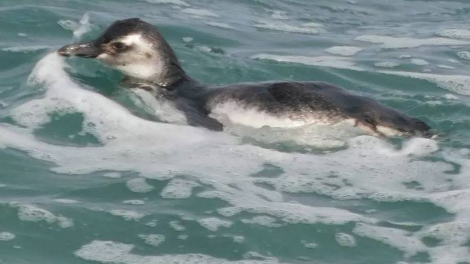 Fotos: Furor en redes sociales por un grupo de pingüinos que nadaron en la Escollera Sur