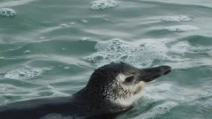 Fotos: Furor en redes sociales por un grupo de pingüinos que nadaron en la Escollera Sur