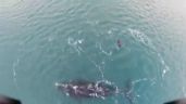 Video: Un drone captó el encuentro entre un lobo marino y una ballena en Claromecó