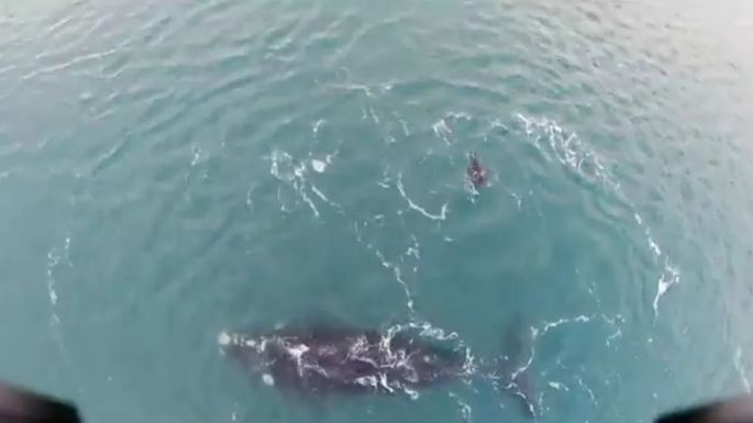 Video: Un drone captó el encuentro entre un lobo marino y una ballena en Claromecó