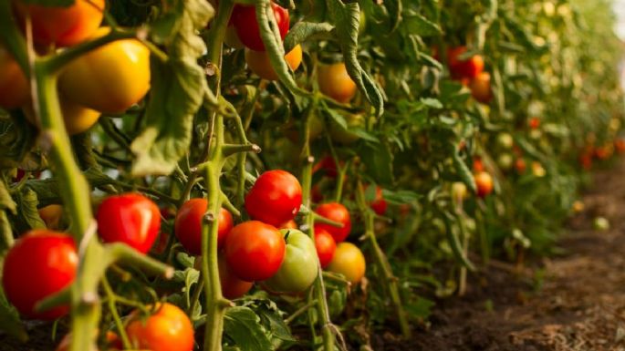 Alerta nacional por un virus del tomate que se registró en Mar del Plata